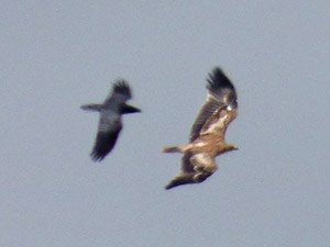 Spanish Imperial Eagle & Raven - Aquila adalberti © John Muddeman